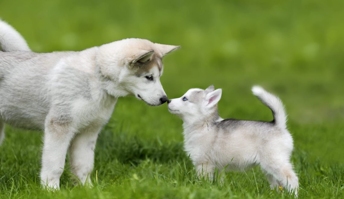 Puppy preschool hot sale near me