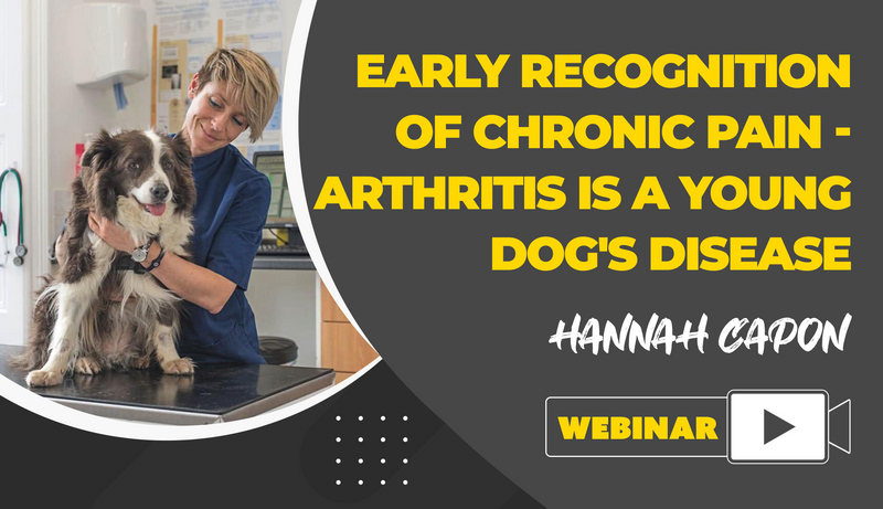 Early Recognition of Chronic Pain - Arthritis Is A Young Dog's Disease - Dog Training College 