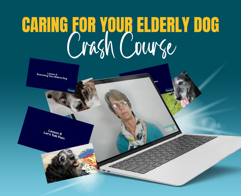Caring For Your Elderly Dog - Dog Training College 