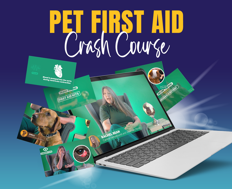 Pet First Aid - Dog Training College 