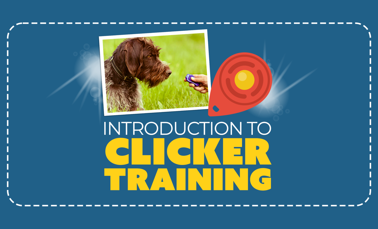 Courses | Dog Training College