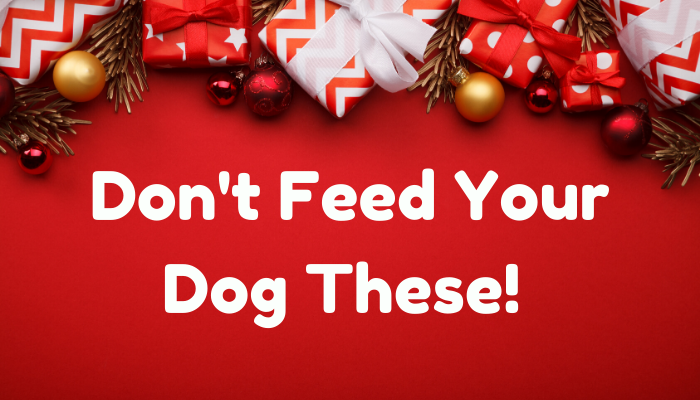 Don’t Feed Your Dog These! 9 Toxic Foods To Avoid This Christmas