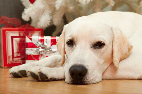 Setting Our Dogs Up For Success At Christmas (And Visitors Too)