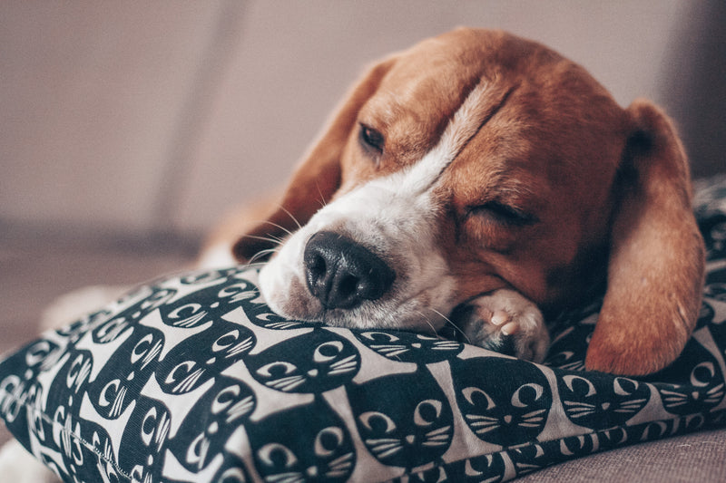 Does Your Dog Get Enough Sleep?