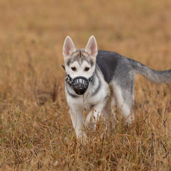 Husky muzzle hotsell