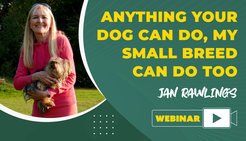 Small hot sale dog training
