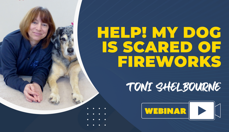 HELP! My Dog is Scared of Fireworks - Dog Training College 