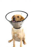 MDC Smart Collar - Dog Training College 