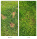 Dog Rocks Lawn Burn Supplement 100g (for little dogs up to 7kg) - Dog Training College 