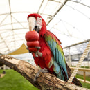 Kong Small Animal Natural Pet Toy - Dog Training College 