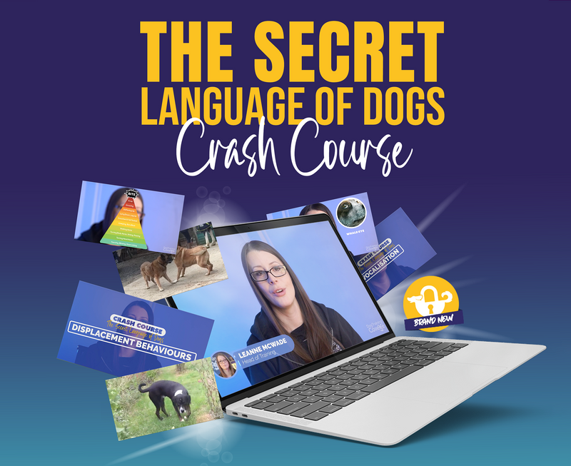 Secret Language of Dogs - Dog Training College 
