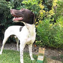 Dog Rocks Lawn Burn Supplement 200g - Dog Training College 