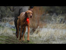 Ruffwear The Beacon Waterproof Light