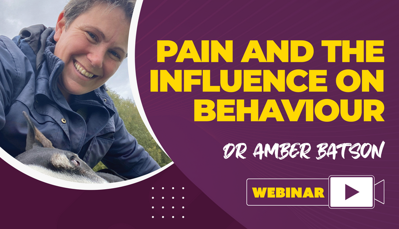 Pain And The Influence On Behaviour - Dog Training College 