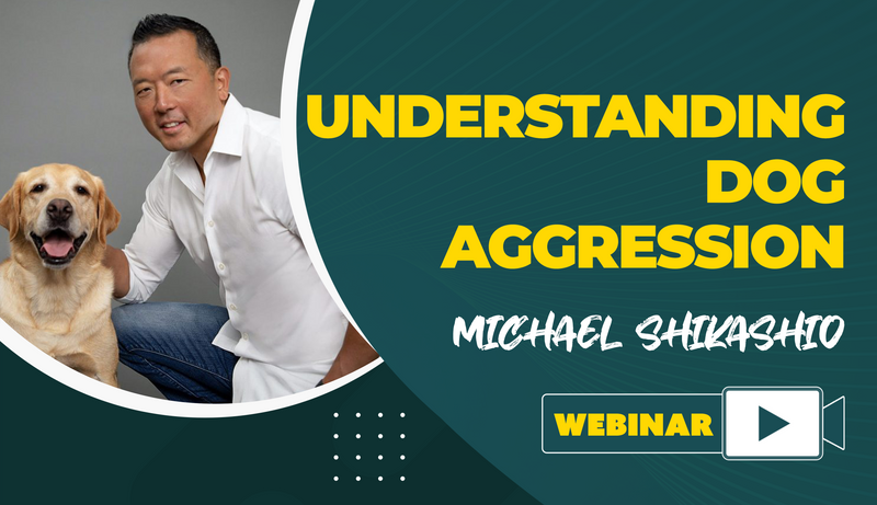 Michael shikashio deals