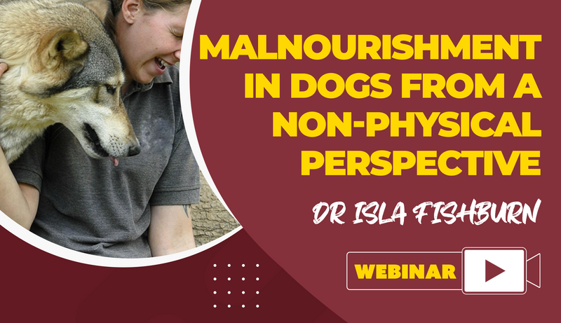 Malnourishment In Dogs From A Non-Physical Perspective - Dog Training College 