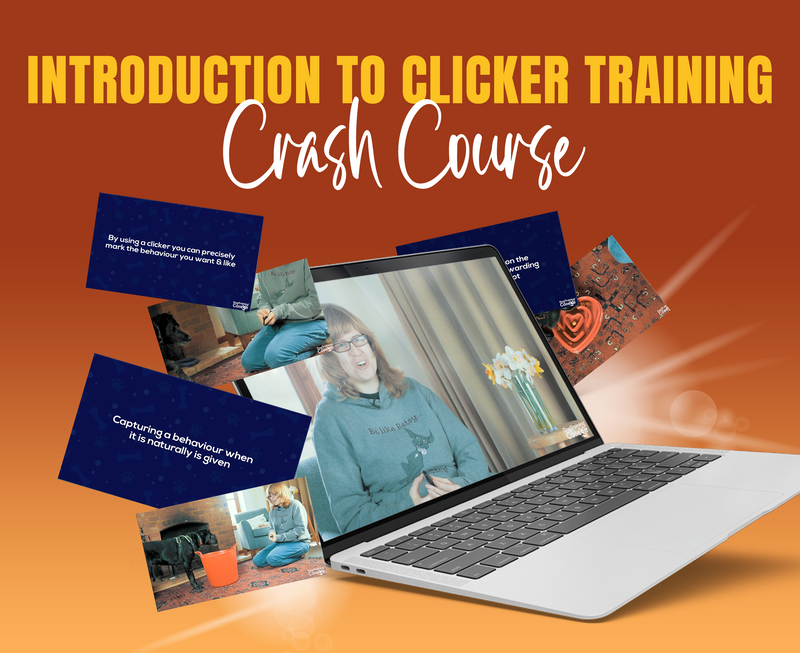 Introduction To Clicker Training - Dog Training College 