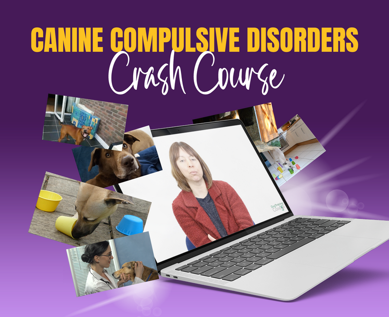 Canine Compulsive Disorder - Dog Training College 