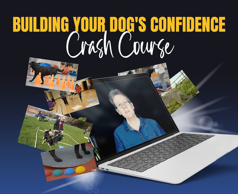 Building Your Dog's Confidence - Dog Training College 