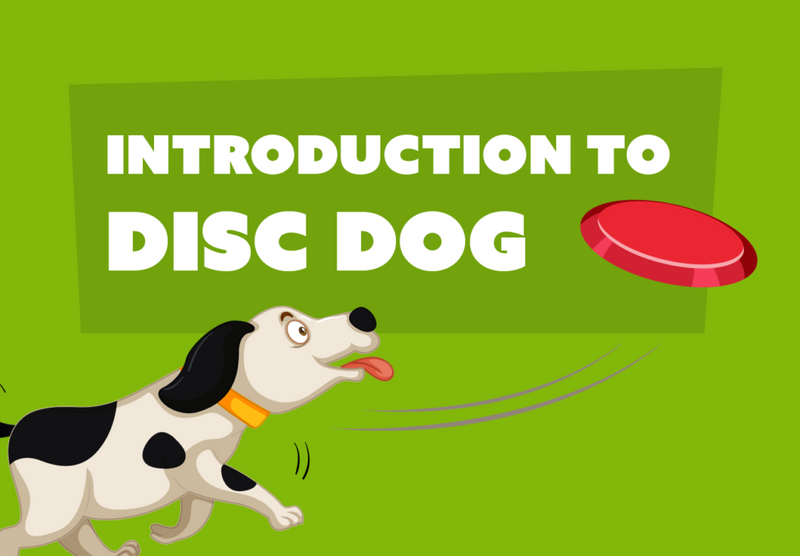 Introduction To Disc Dog - Dog Training College 