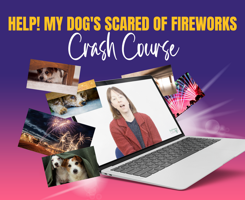 HELP! My Dog's Scared Of Fireworks - Dog Training College 