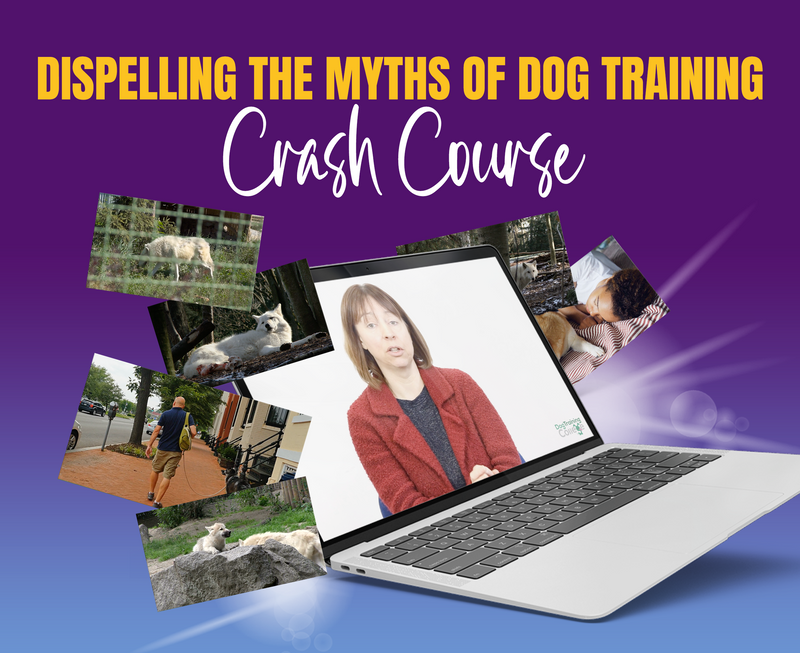 Dispelling The Myths Of Dog Training - Dog Training College 