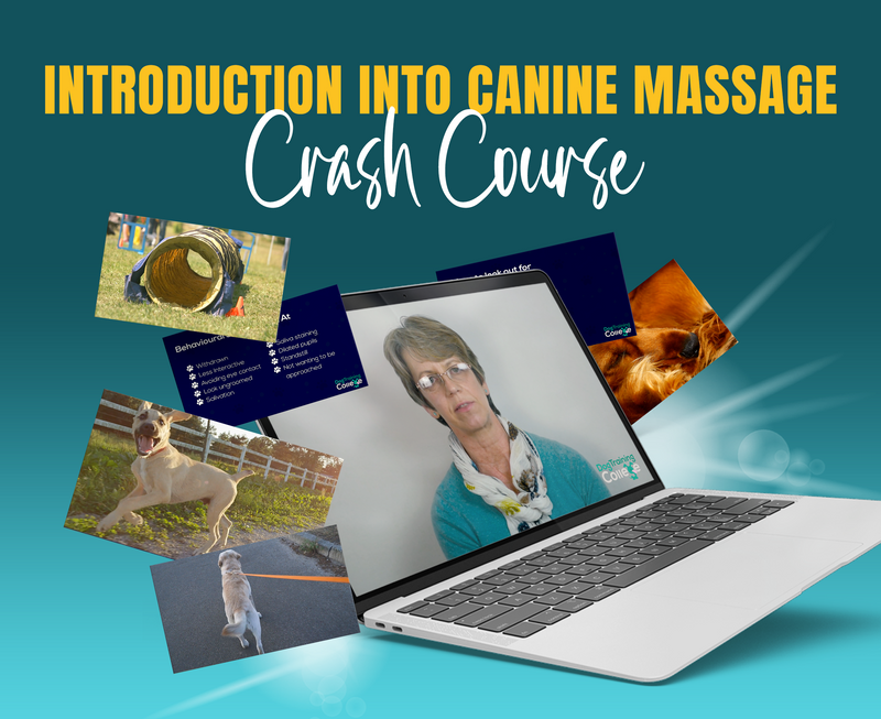 Introduction To Canine Massage - Dog Training College 