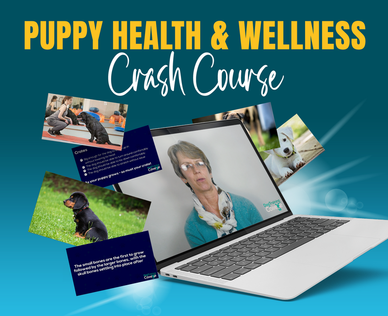 Puppy Health & Wellness - Dog Training College 